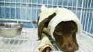 Hombre que despellejó vivo a un perrito de tres meses enfrentará juicio