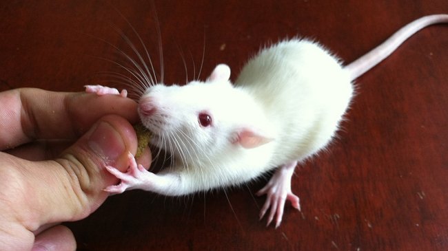 Paradójico: Liberación animal en la U. de Chile terminó con decenas de ratas muertas