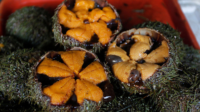 Este domingo comenzó veda del erizo de mar: Se extenderá por tres meses