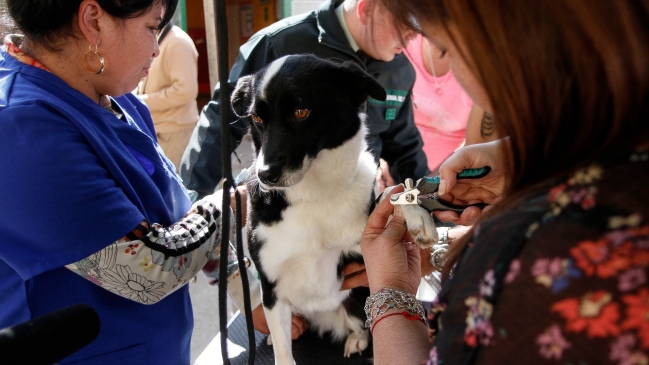Candidato propuso crear hospitales veterinarios públicos provinciales