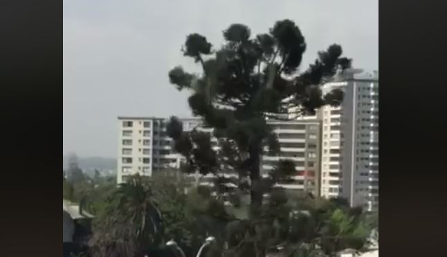 Municipalidad de Ñuñoa respondió por criticada tala de una araucaria