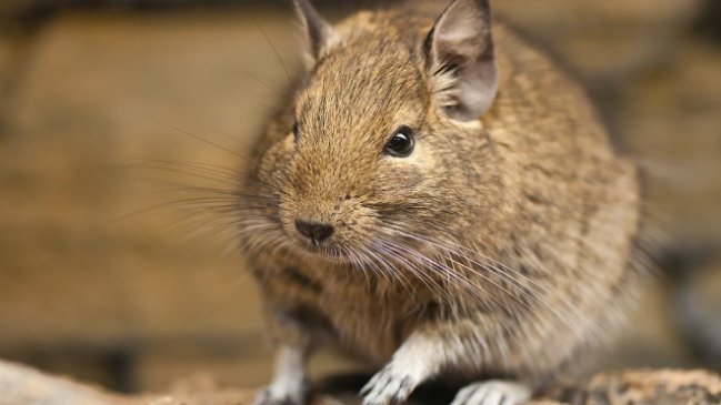 Científica explicó qué pasó con los ratones 