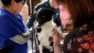 Candidato propuso crear hospitales veterinarios públicos provinciales