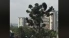Municipalidad de Ñuñoa respondió por criticada tala de una araucaria
