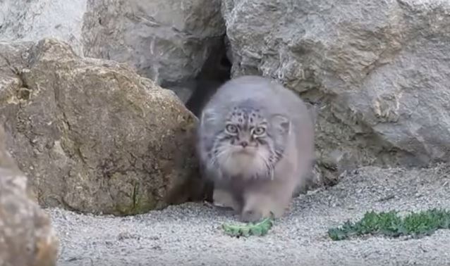 Encuentran en Grecia a un gato salvaje que se creía extinguido