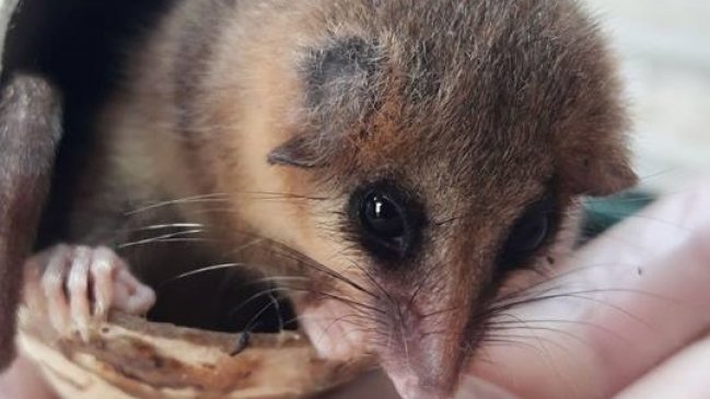 Liberan a monitos del monte encontrados en Concepción