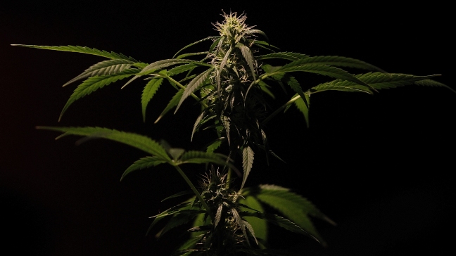 Aceite de marihuana, alivio contra efectos de quimioterapia en cáncer de mama