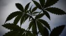El Congreso de Perú aprobó el uso medicinal de la marihuana
