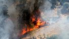Corma niega incidencia de los monocultivos en los incendios forestales