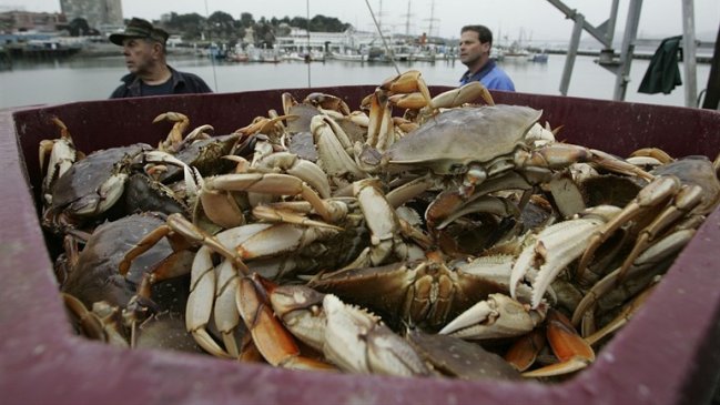 Choque de barcos en Aysén provocó millonarias pérdidas en centollas y jaibas