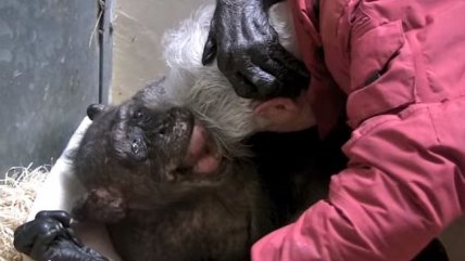  Conmovedoramente humano: Chimpancé moribunda reconoce a su antiguo cuidador 