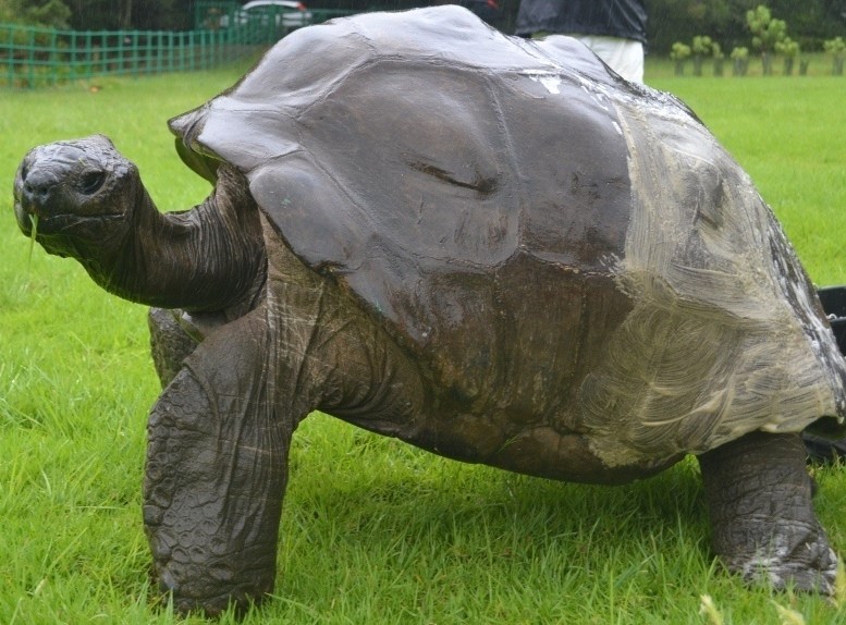 Revelan secreto que pone en duda la sexualidad de la tortuga más vieja del mundo