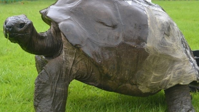 Revelan secreto que pone en duda la sexualidad de la tortuga más vieja del mundo