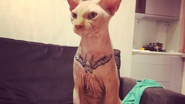 Modelo ucraniana recibe duras críticas por tatuar a su gato
