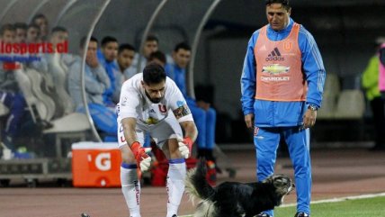   Un perro se paseó por la cancha del 