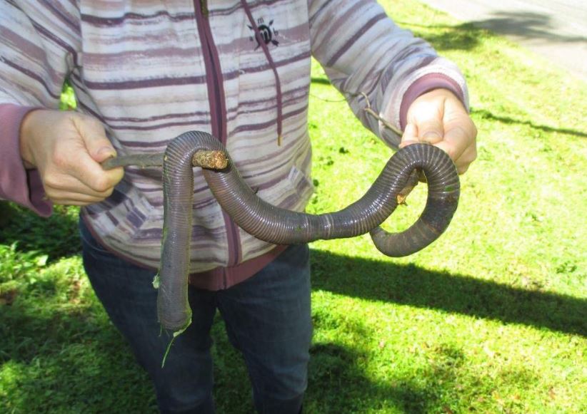 Mujer capturó una lombriz gigante en Australia