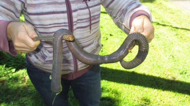 Mujer capturó una lombriz gigante en Australia