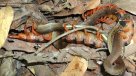 Temible ciempiés se comió a una serpiente mientras ponía huevos