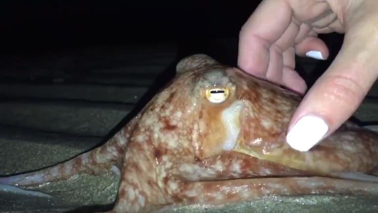 Más de 20 pulpos salen del mar y sorprenden a Gales