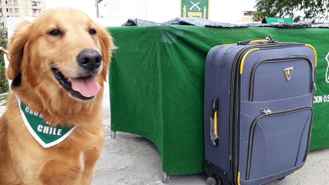 Aragon, el perro de Carabineros que detectó 57 millones de pesos en droga