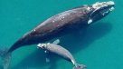 Ballena en peligro de extinción se pasea junto a su cría por las costas de Chile