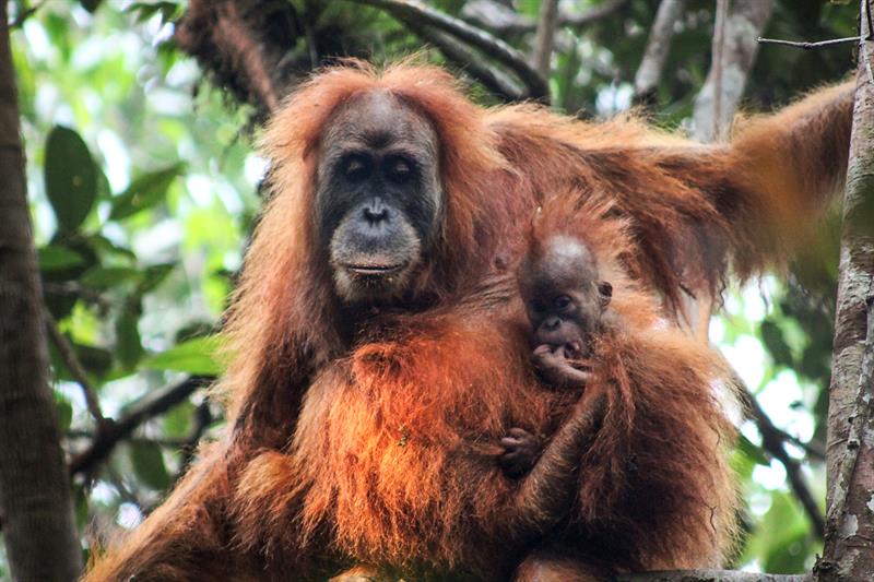 Descubren nueva especie de orangután que ya corre peligro de extinción