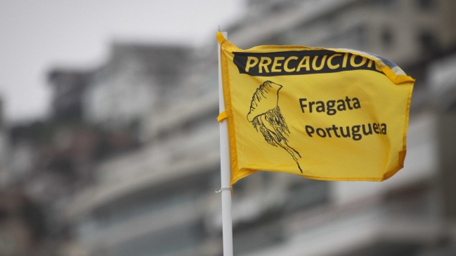 Seremi de Salud cerró tres playas del Biobío por presencia de fragata portuguesa