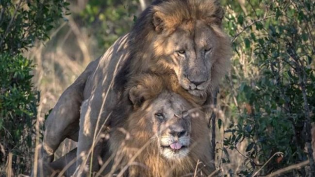 Leones homosexuales enojaron a las autoridades de Kenia