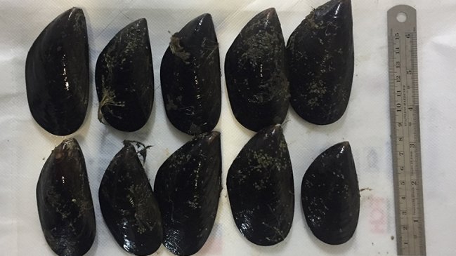 Chorito chileno finalmente fue reconocido por comunidad científica