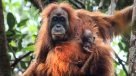 Descubren nueva especie de orangután que ya corre peligro de extinción