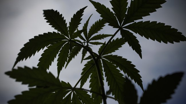 Canadá prepara la legalización de la marihuana en 2018
