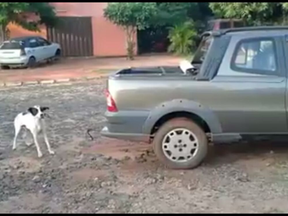 Muerte de perro arrastrado por un auto desata indignación en Paraguay
