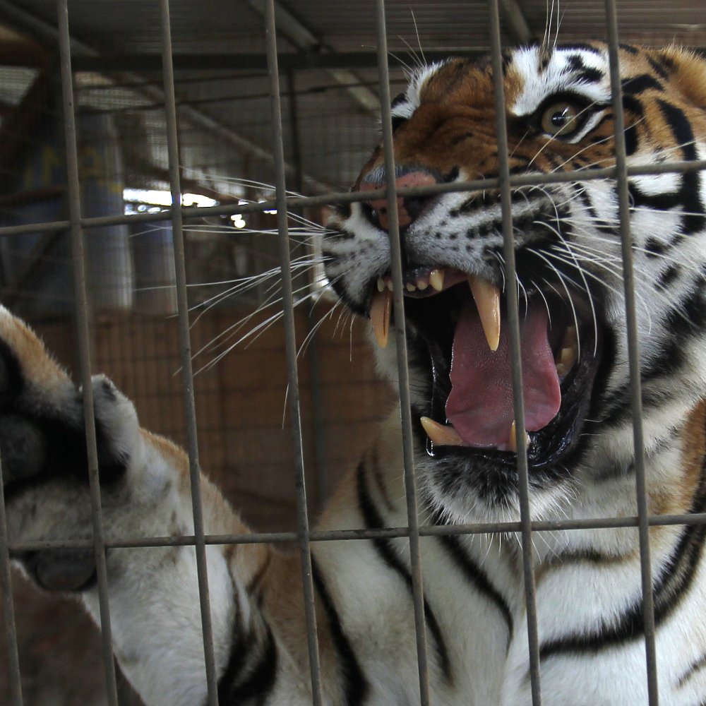 Tigre atacó a su cuidadora en zoológico de Rusia y visitantes se volcaron contra el animal
