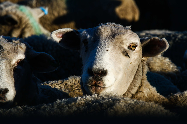 Estudio demostró que ovejas son capaces de reconocer rostros humanos en fotografías