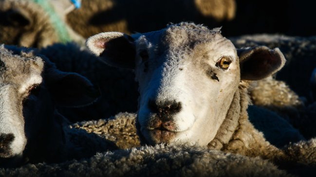 Estudio demostró que ovejas son capaces de reconocer rostros humanos en fotografías
