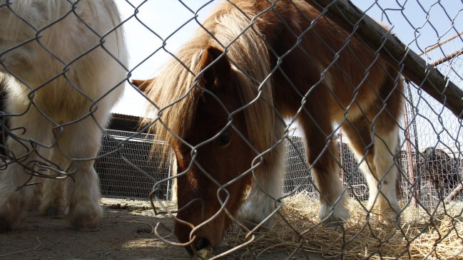 Empleado municipal argentino fue detenido por mantener relaciones sexuales con un poni