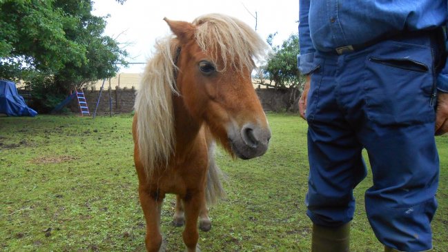 Hombre violó a un poni en zoológico de Berlín