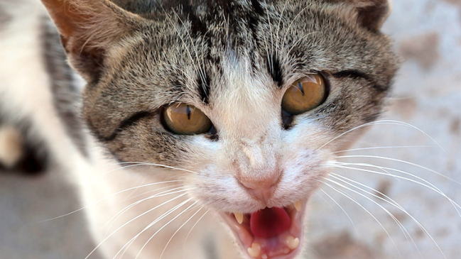 Gato callejero es el principal sospechoso de intento de homicidio en Japón