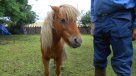 Hombre violó a un poni en zoológico de Berlín