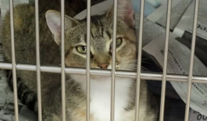 Condenan a hombre a dos años y medio de prisión por matar a un gato