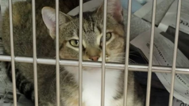 Condenan a hombre a dos años y medio de prisión por matar a un gato