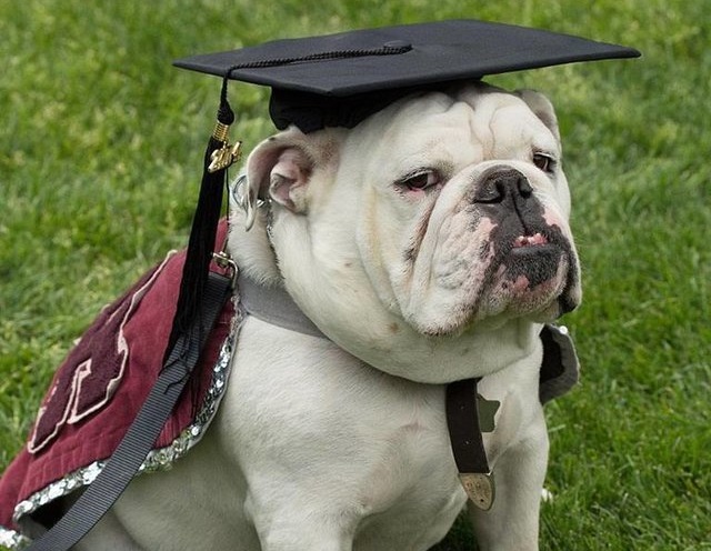 El triste final de la ceremonia en la que una universidad tituló a un perro