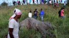 Pesar en India tras muerte de elefantes atropellados por tren