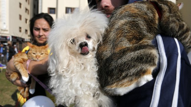 Banco de sangre para mascotas funcionará en todo Chile desde fin de mes