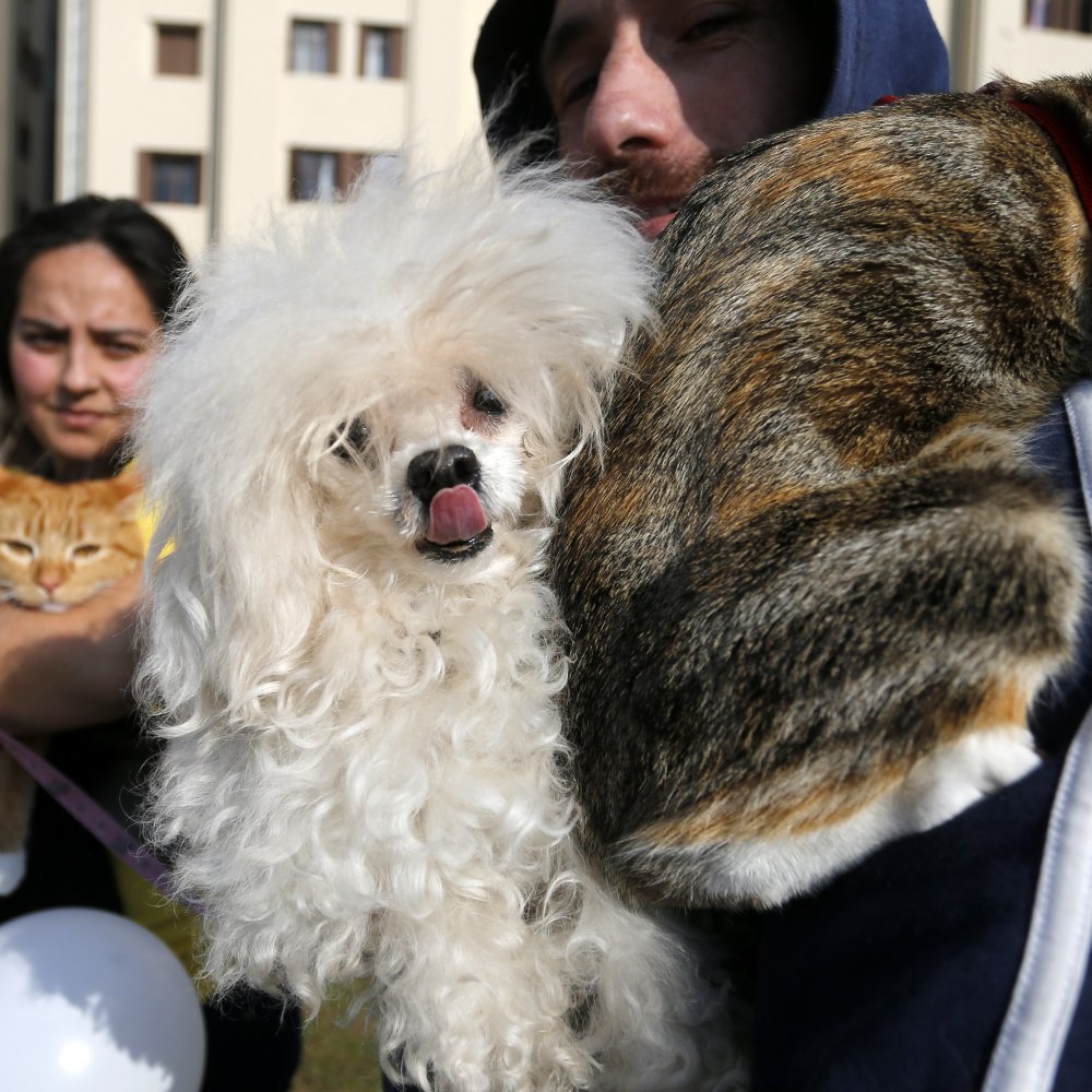 Banco de sangre para mascotas funcionará en todo Chile desde fin de mes