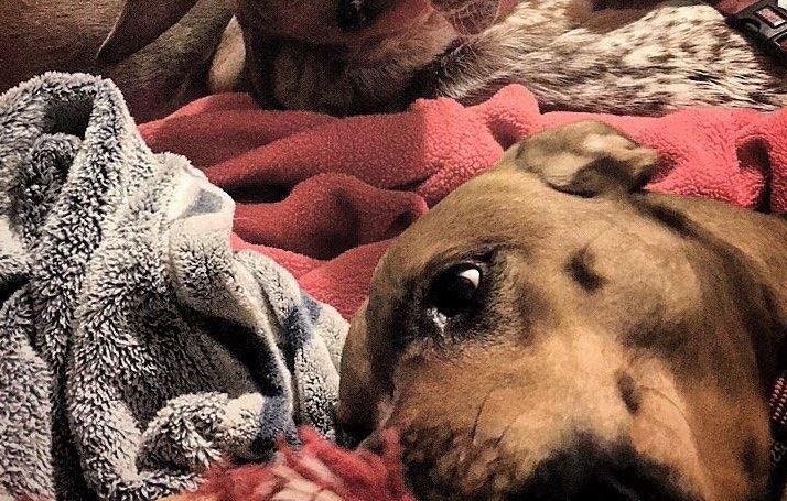 La ilusión óptica de un perro que horrorizó a redes sociales