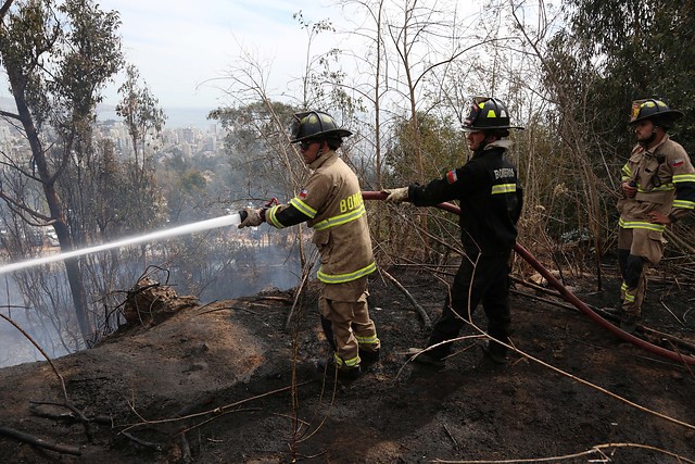Conaf presume intencionalidad en incendios forestales en provincia de Marga Marga