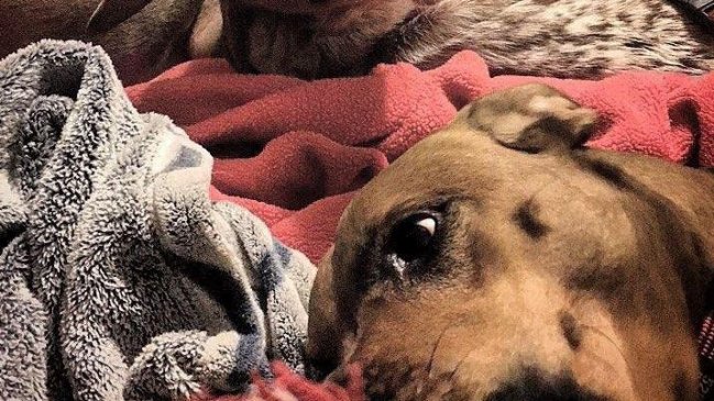 La ilusión óptica de un perro que horrorizó a redes sociales