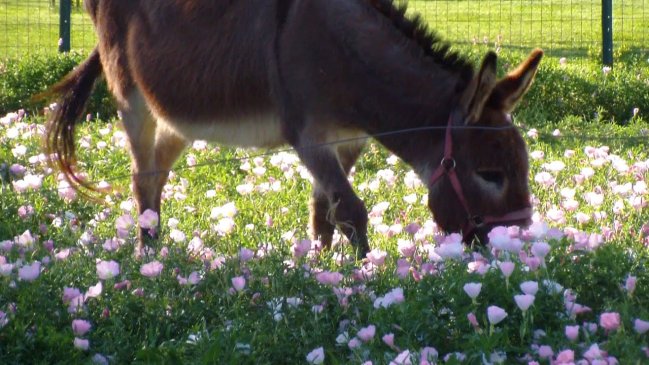 Ocho burros terminaron en prisión en India luego de darse un festín