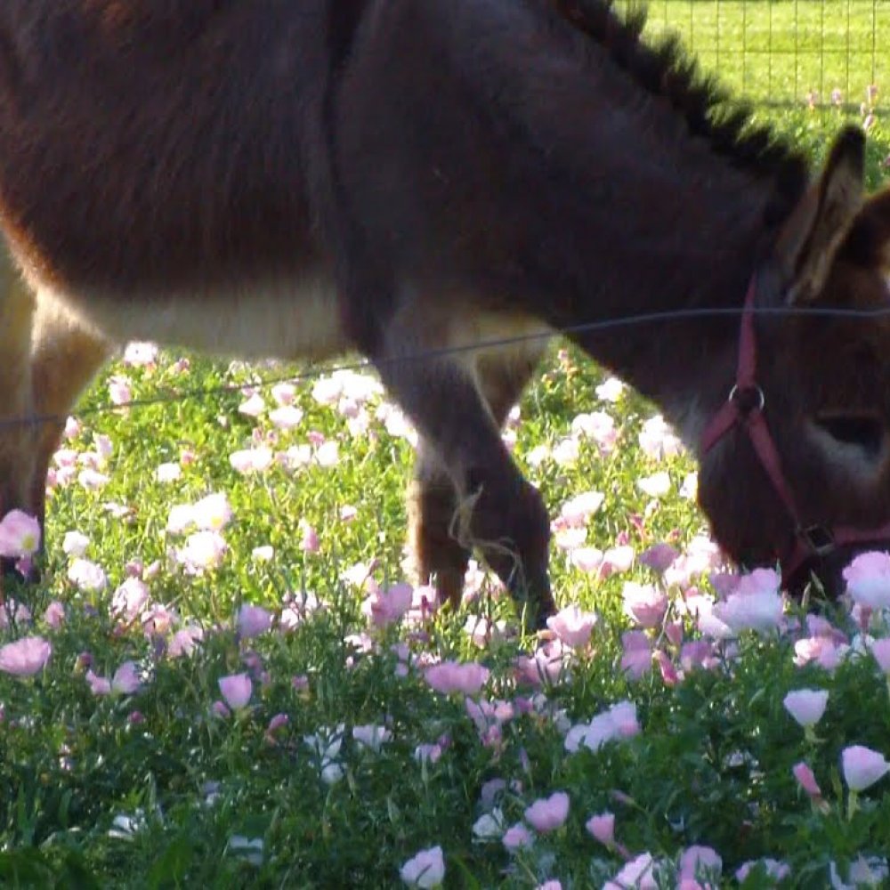 Ocho burros terminaron en prisión en India luego de darse un festín